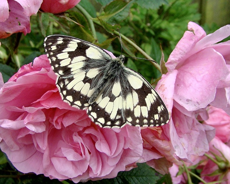 marbled white